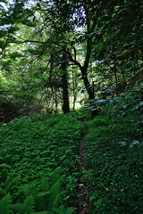 footpath in the forest