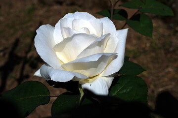 white rose flower