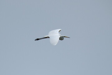 Great egret (Egretta alba) flying in the blue sky, natural habitat