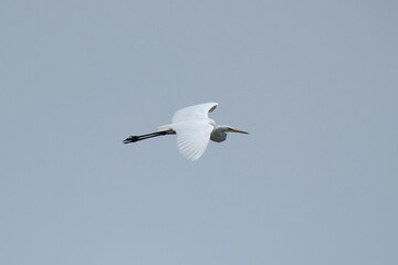 Great egret (Egretta alba) flying in the blue sky, natural habitat
