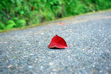 red leaf on the road