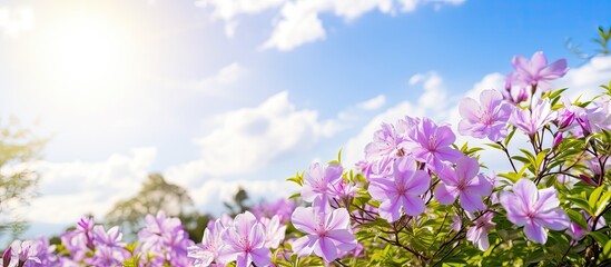 Purple flowers under blue sky