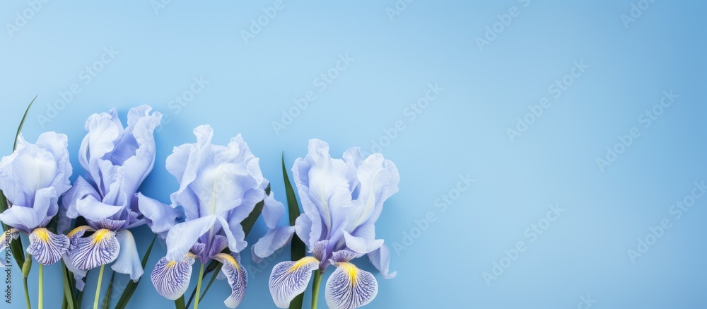 Canvas Prints Three purple iris blooms adorn vase on blue backdrop