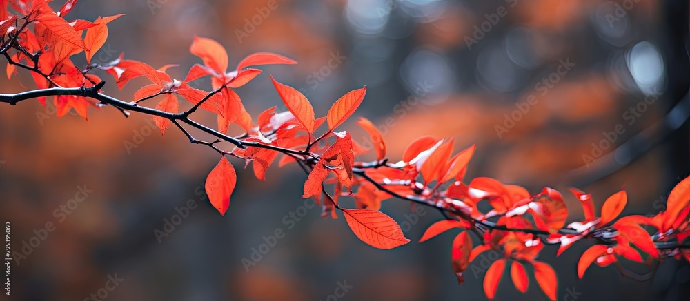 Wall mural Close-up of a branch with crimson foliage in the backdrop