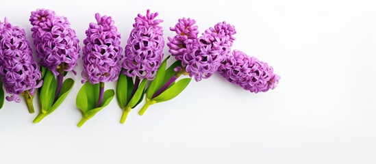 Purple blooms on white surface, green foliage