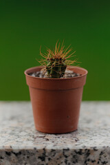 Cactus in pot: Natural green background