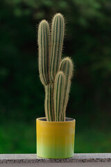 Cactus in pot: Natural green background