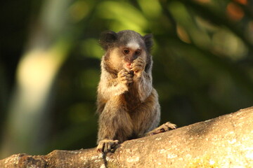 Marmoset