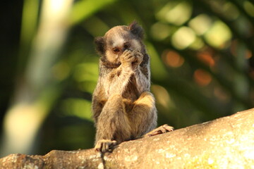 Marmoset