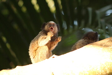 Marmoset