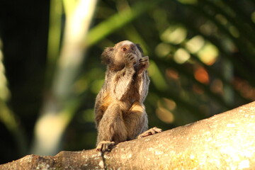 Marmoset