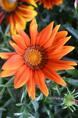 orange gerbera flower