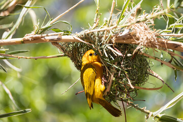 Taveta golden weaver, yellow bird at a nest