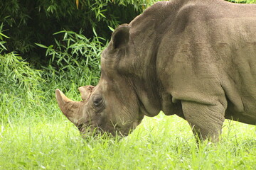 Rinoceronte