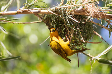 Taveta golden weaver, yellow bird at a nest