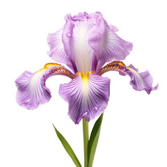 a purple flower with yellow stripes