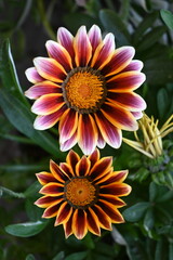 Orange flower
