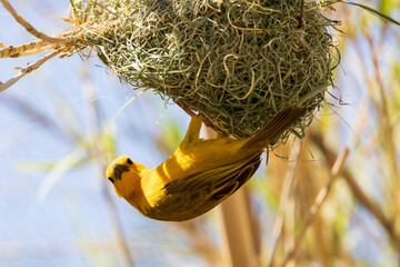 Taveta golden weaver, yellow bird at a nest