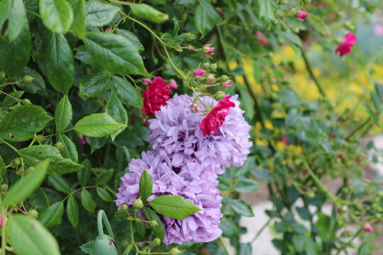 Blumen im Sommer