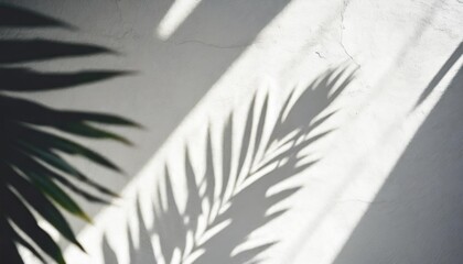 white wall with shadow of yucca leaves overlay sunlight effect shadow on the wall minimal blurred backdrop backgrounds summer tropical surface background
