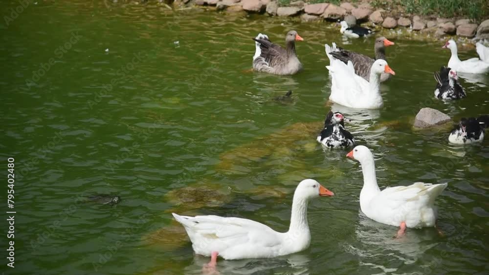 Wall mural group of duck floating on a pond