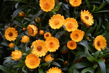 colorful flowers
