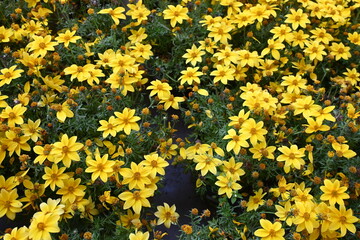 colorful flowers