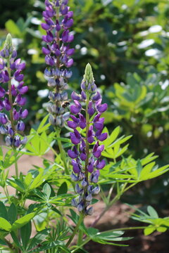 lila Lupine