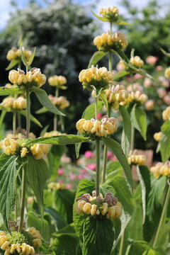 gelbe Lupine