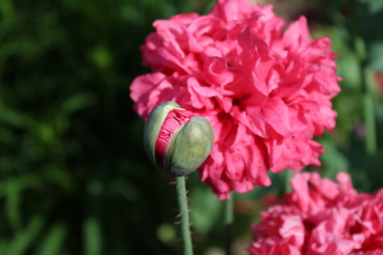 rosa Mohn