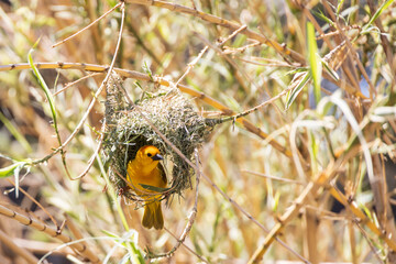Taveta golden weaver, yellow bird sitting in a nest