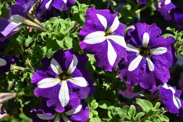colorful flowers