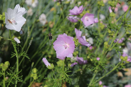 Biene vor Bl&uuml;te