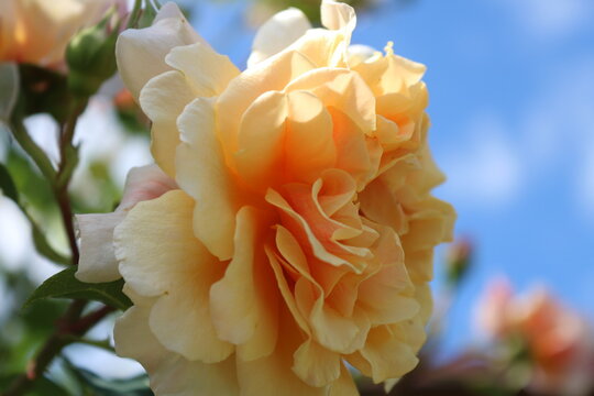 orangene Rose