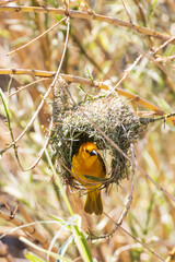 Taveta golden weaver, yellow bird sitting in a nest