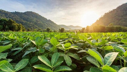landscape of peanuts plantation in countryside thailand near mountain at evening with sunshine industrial agriculture - obrazy, fototapety, plakaty