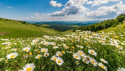 beautiful spring and summer natural panoramic pastoral landscape with blooming field of daisies in...