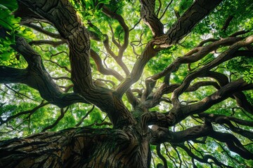 Fototapeta premium 2021-11-10 A LARGE BLOOMING EARPOD TREE ON KAUAI HAWAII WITH RAIN CLOUDS MOVING IN. Beautiful simple AI generated image in 4K, unique.