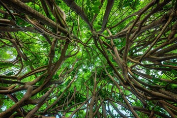 Fototapeta premium 2021-11-10 A LARGE BLOOMING EARPOD TREE ON KAUAI HAWAII WITH RAIN CLOUDS MOVING IN. Beautiful simple AI generated image in 4K, unique.