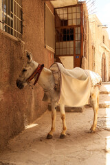 White donkey, mule resting in the shade of a small alley way in Mardin, Turkey