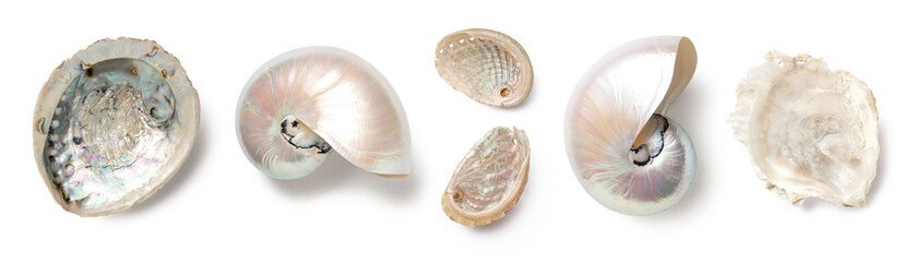mother-of-pearl: pearly nautilus pompilius, shiny abalone and oyster shells isolated over a...