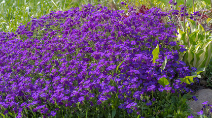 Kępa fioletowych kwiatów w wiosenny dzień. Pięknie kwitnące drobne kwiaty na kwietniku w ogrodzie skalnym (alpinarium).