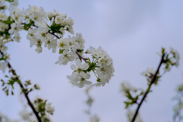 Białe kwiaty wiśni na tle pochmurnego nieba. Wiosna w sadzie wiśniowym - białe kwiaty na gałęziach drzew. - obrazy, fototapety, plakaty