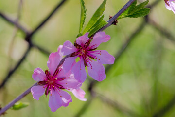 Fioletowe kwiaty krzewu pnącego. Piękne fioletowe kwiaty kwitnące na gałęziach krzewu pnącego rosnącego w pobliżu ogrodzenia z siatki.
 - obrazy, fototapety, plakaty