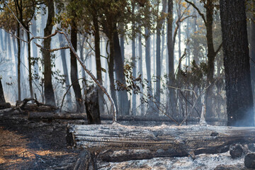 After Bushfires burning in tropical forest, wildlife can perish as a result of habitat loss with food sources. - 795411403