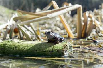 Frog sitting on a log in the water in the sun.