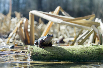 Frog sitting on a log in the water in the spring.