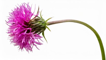 red knapweed flower with curved stem isolated on white or transparent background