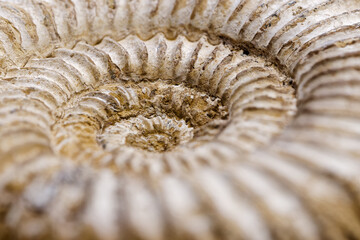 Fossilized ammonite shell