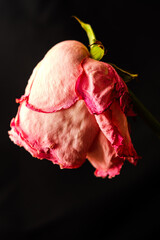 wilted pink rose flower, wilted rose bud symbol of aging, wilting, depression on a black background